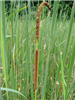 Hybrid Cattail <i>Typha x glauca</i>